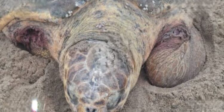 Tartaruga marinha é atacada por cães durante desova em São João da Barra