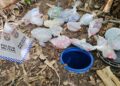 Polícia encontra drogas enterradas em terreno baldio após denúncia anônima