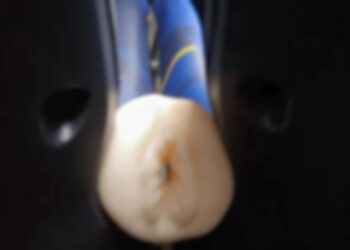 Objeto inusitado esquecido em ônibus entre Arraial do Cabo e Cabo Frio diverte passageiros