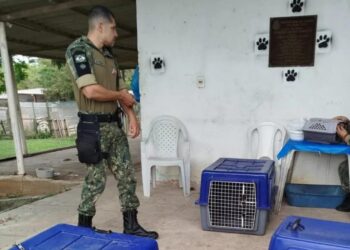 Guarda resgata 11 cães mantidos acorrentados em condições chocantes