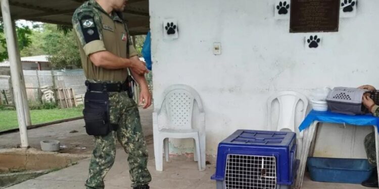 Guarda resgata 11 cães mantidos acorrentados em condições chocantes