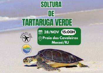 Tartaruga-verde volta ao mar nesta sexta-feira (28)
