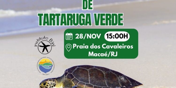 Tartaruga-verde volta ao mar nesta sexta-feira (28)