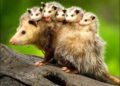 Alerta de fofura (e susto) da natureza: é temporada dos gambás!