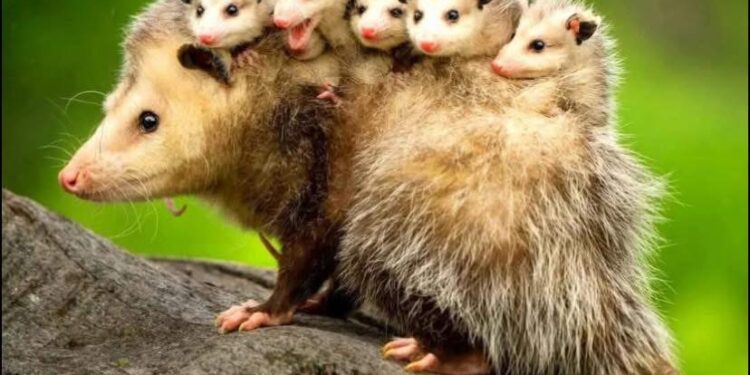 Alerta de fofura (e susto) da natureza: é temporada dos gambás!