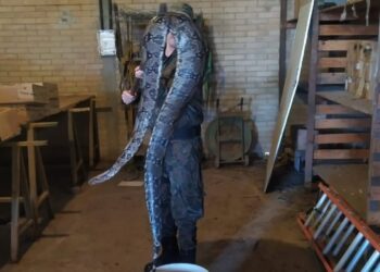 Guarda Ambiental resgata jiboia de 3 metros em área urbana de Macaé