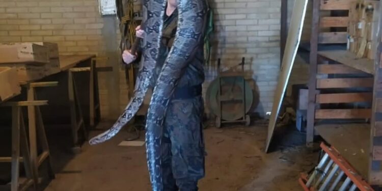 Guarda Ambiental resgata jiboia de 3 metros em área urbana de Macaé