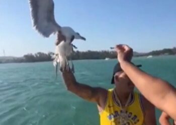 Influenciador é multado e vira réu por agarrar gaivota em passeio de lancha