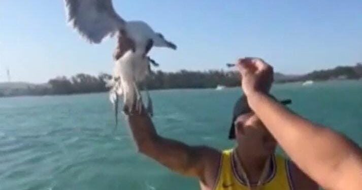 Influenciador é multado e vira réu por agarrar gaivota em passeio de lancha