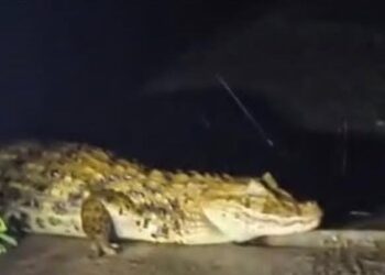 Município lança plataforma Wellhub para serviços públicos