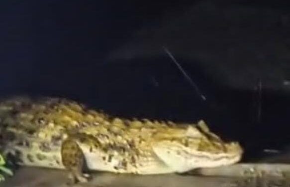 Município lança plataforma Wellhub para serviços públicos