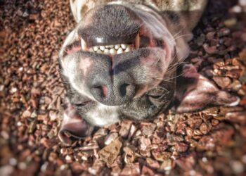 Morre no HFM jovem de 24 anos agredida pelo companheiro em Campos