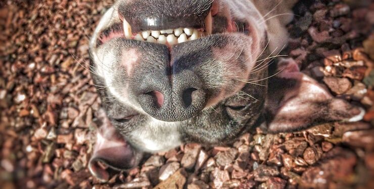 Morre no HFM jovem de 24 anos agredida pelo companheiro em Campos