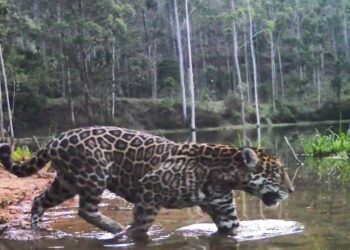 Pré-Vestiular Social abre edital com 380 vagas para 2026