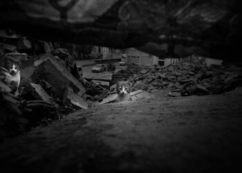 Abandono de animais dispara em dezembro e resgates chegam a aumentar até 40% 