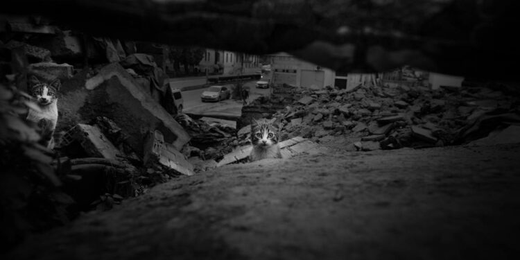 Abandono de animais dispara em dezembro e resgates chegam a aumentar até 40% 