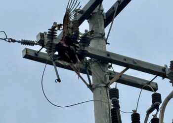 Trecho da Prainha é interditado após falha elétrica causada por ave