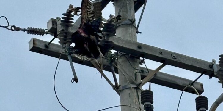 Trecho da Prainha é interditado após falha elétrica causada por ave