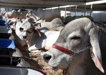 Programa Reproduza+ promete melhorar genética do gado