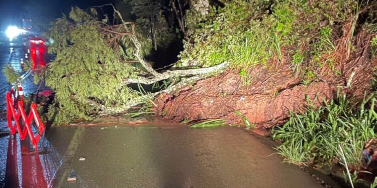 Chuvas intensas provocam alagamentos e quedas de árvores em Macaé