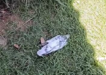 Suspeita de envenenamento preocupa moradores após mortes de pombos