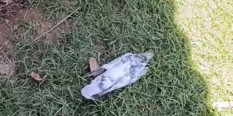 Suspeita de envenenamento preocupa moradores após mortes de pombos