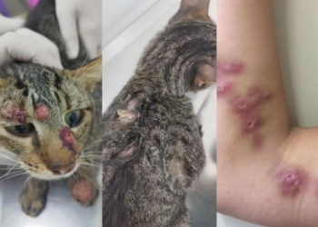 Dia D da Esporotricose confirma casos e chama atenção  para diagnóstico