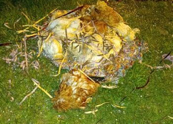 Galinhas são encontradas decapitadas e com sinais de maus-tratos