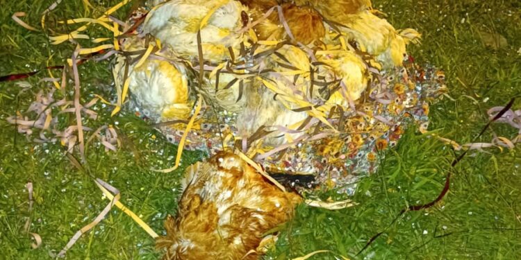 Galinhas são encontradas decapitadas e com sinais de maus-tratos