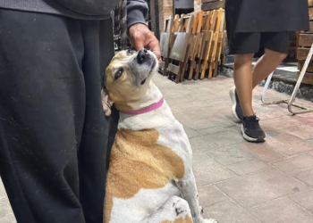 Cão desaparecido é localizado morto e caso vai à Polícia