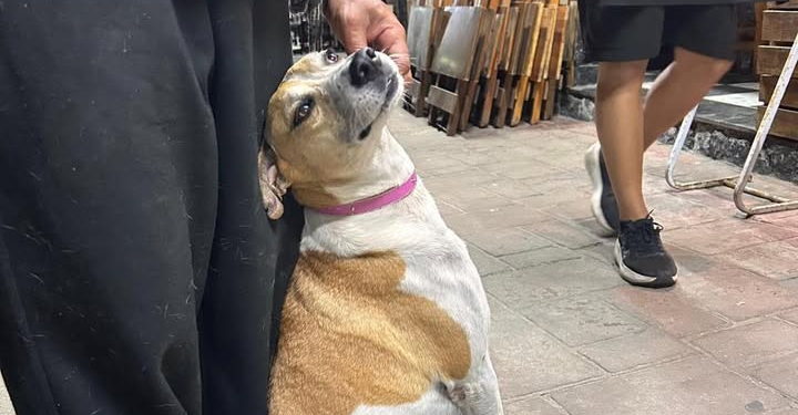 Cão desaparecido é localizado morto e caso vai à Polícia