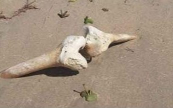 Ossada humana aparece após avanço da maré em praia