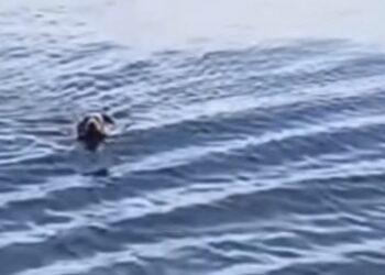 No meio do mar, um detalhe mudou o rumo de uma história