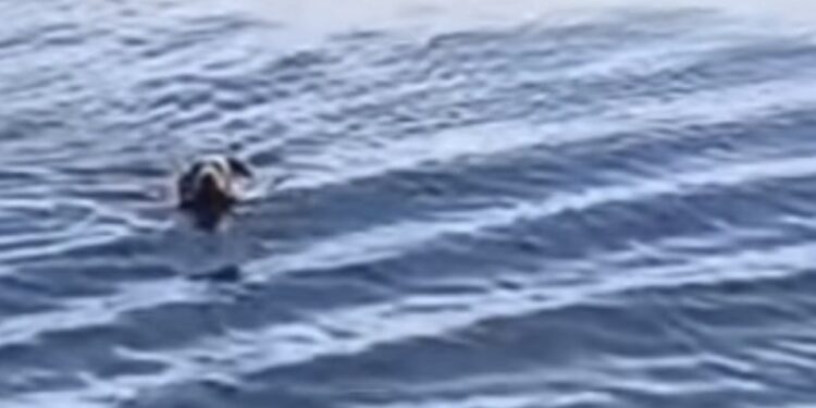 No meio do mar, um detalhe mudou o rumo de uma história