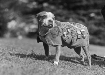 Vira-lata que virou sargento e entrou para a história
