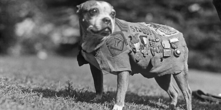 Vira-lata que virou sargento e entrou para a história