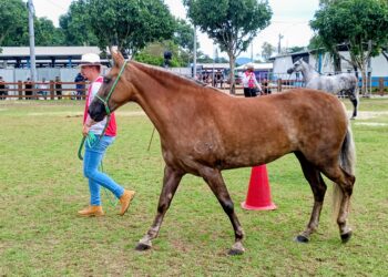Expo Mangalarga Marchador chega ao fim com grande público e disputas finais