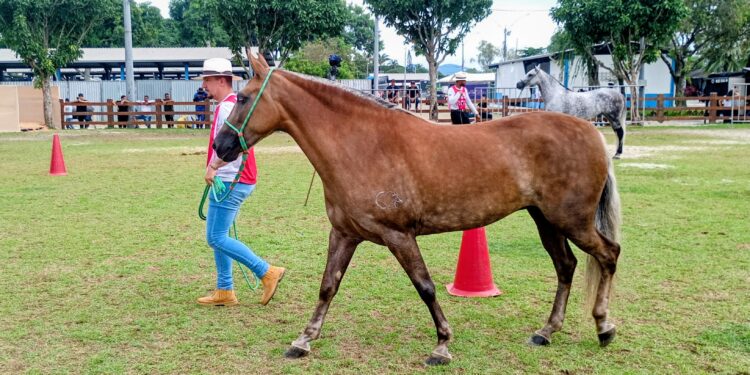 Expo Mangalarga Marchador chega ao fim com grande público e disputas finais
