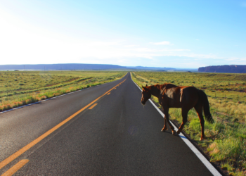 MPRJ recomenda medidas para recolhimento de animais soltos em vias de Macaé
