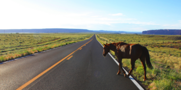MPRJ recomenda medidas para recolhimento de animais soltos em vias de Macaé