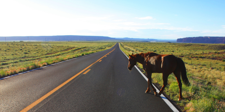 MPRJ recomenda medidas para recolhimento de animais soltos em vias de Macaé