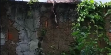 Moradores relatam aparecimento frequente de cobras em bairro de Campos