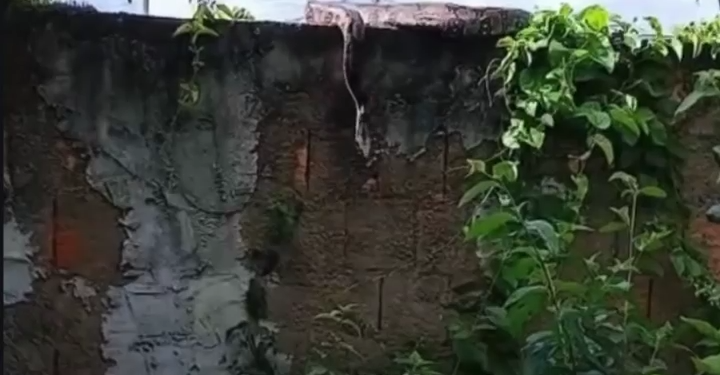 Moradores relatam aparecimento frequente de cobras em bairro de Campos