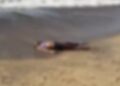 Corpo é encontrado em praia e caso gera comoção