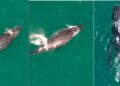 Baleias surpreendem e encantam com aparições raras no litoral