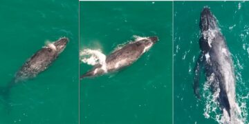 Baleias surpreendem e encantam com aparições raras no litoral