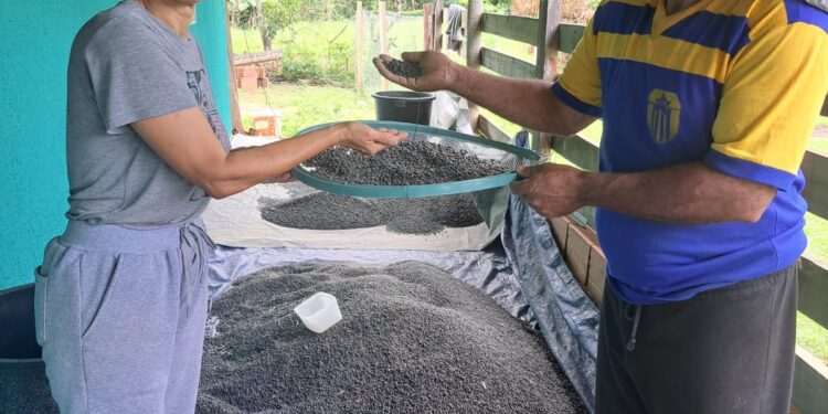 Feijão sem veneno vira festival e movimenta assentamento