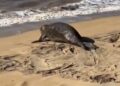 Visitante raro rouba a cena em praia de São João da Barra