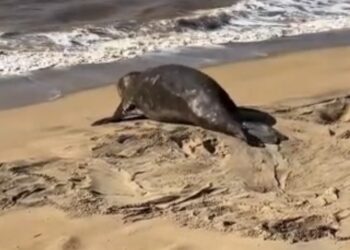 Visitante raro rouba a cena em praia de São João da Barra