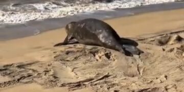 Visitante raro rouba a cena em praia de São João da Barra